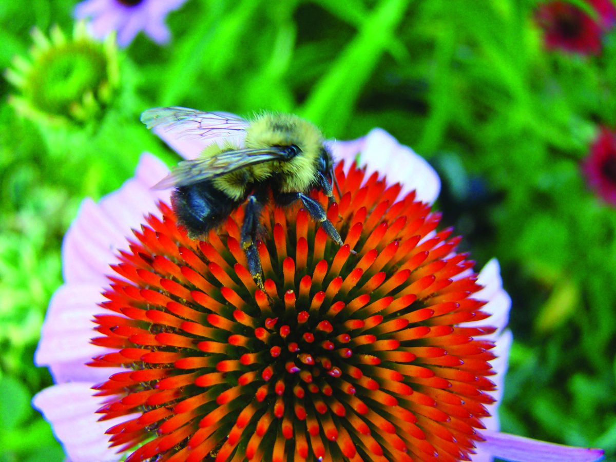 What’s the buzz about pollinators? - Observer-Reporter